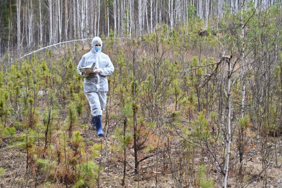 Ветеринары разложат в лесах Среднего Урала 450 тысяч доз вакцины от бешенства